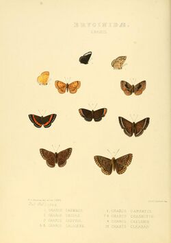 Illustrations of new species of exotic butterflies Charis I.jpg