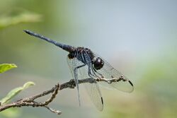 Indothemis limbata from Wayanad.jpg