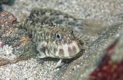 Istiblennius meleagris 324981762.jpg