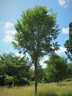 Italian hybrid elm cultivar Ulmus 'San Zanobi'.jpg