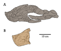 LH V0011 & MPC-D 107 17 lower jaws.png