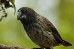 Large ground finch (4229035966).jpg