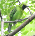 Lesser Green Leafbird.png