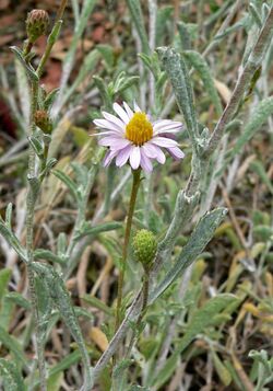 Lessingia filaginifolia var filaginifolia 1.jpg