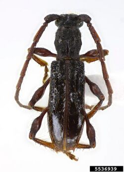 Longhorned beetle (Hemilissa emblema), Eugenio Nearns, Longicorn ID, USDA APHIS ITP, Bugwood.org.jpg