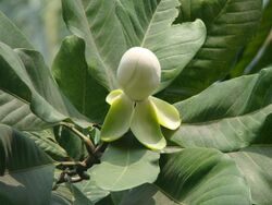 Magnolia pterocarpa.jpg