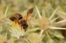 Megachile judaea female 2.jpg