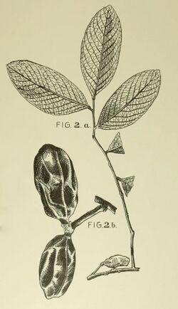 Meiogyne macrocarpa (now Pseuduvaria macrocarpa).jpg