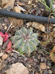 Melocactus azureus.jpg