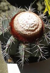 Melocactus azureus 2e.jpg