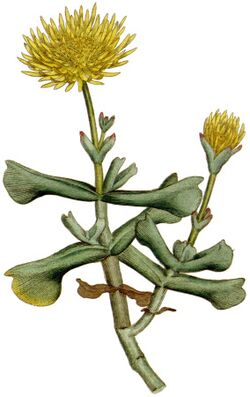Mesembryanthemum dolabriforme 1787.jpg