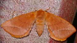 Monkey Moth (Stenoglene obtusus) (32358302504).jpg