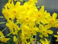 Flowers of Narcissus jonquilla