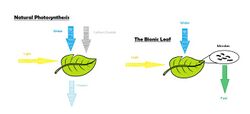 Natural Photosynthesis vs the Bionic Leaf.jpg