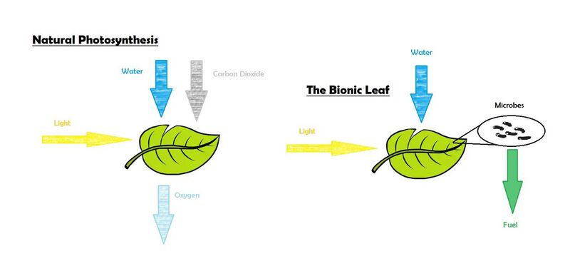 File:Natural Photosynthesis vs the Bionic Leaf.jpg