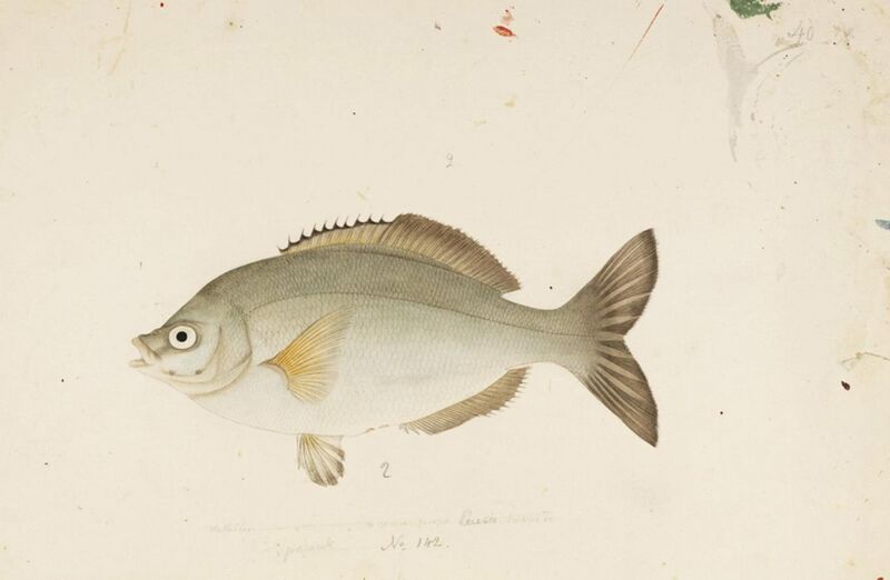 File:Naturalis Biodiversity Center - RMNH.ART.478 - Ditrema temminckii Bleeker - Kawahara Keiga - 1823 - 1829 - Siebold Collection - pencil drawing - water colour.jpeg