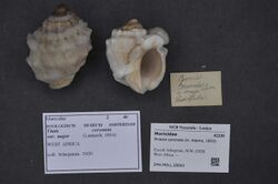 Naturalis Biodiversity Center - ZMA.MOLL.28003 - Pinaxia coronata (H. Adams, 1853) - Muricidae - Mollusc shell.jpeg