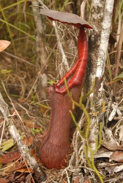 Nepenthes pulchra lower pitcher.jpg