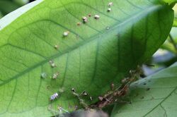 Nest of tailorbird.jpg