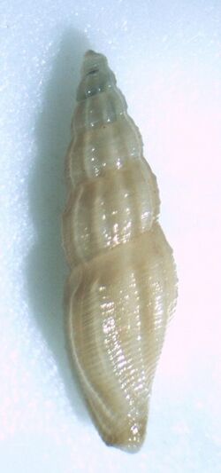 Notocytharella striosa 001.jpg