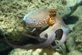 Octopus vulgaris2