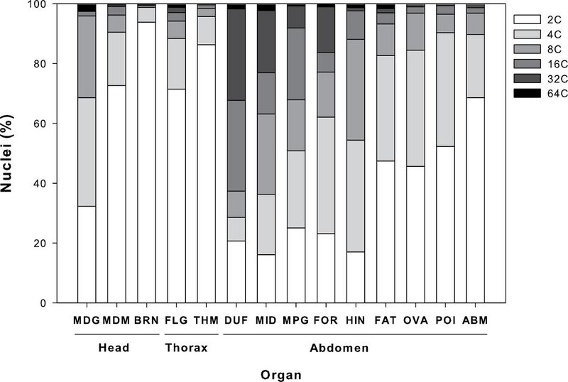File:Organ-specific patterns of endopolyploidy in the giant ant Dinoponera australis - JHR-037-113-g001.jpg