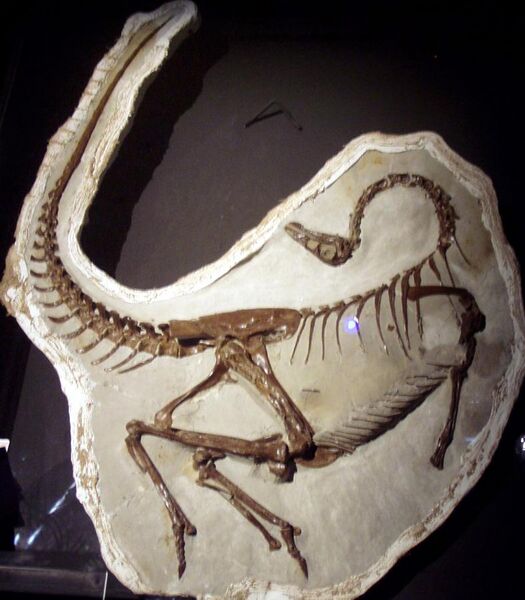 File:Ornithomimus edmontonicus.jpg