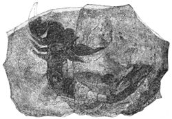 PSM V27 D413 Fossil scorpion.jpg
