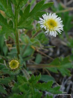 Pale Daisy? (3817751671).jpg