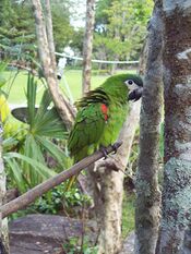 Parrot-Canaima-Venezuela04.JPG