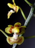 Phalaenopsis chibae Orchi 1365-1.jpg
