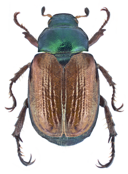 Phyllopertha horticola (Linné, 1758) (19508202429).png