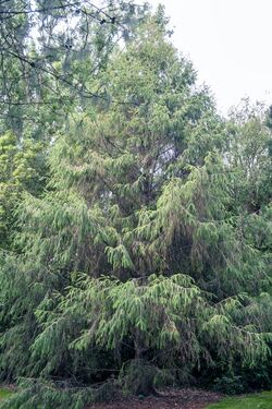 Picea brachytyla, Christchurch Botanic Gardens.jpg