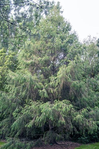 File:Picea brachytyla, Christchurch Botanic Gardens.jpg