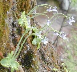 Pinguicula ramosa.jpg