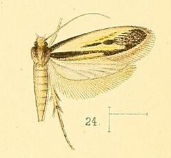 Pl.4-fig.24-Proterospastis zebra (Walsingham, 1891) (Tinea).jpg