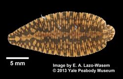Placobdella parasitica (YPM IZ 065235).jpeg