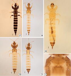 Podothrips (10.3897-zookeys.882.39029) Figures 17–22.jpg