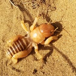 Point Conception Jerusalem Cricket imported from iNaturalist photo 120917294 on 26 January 2022.jpg