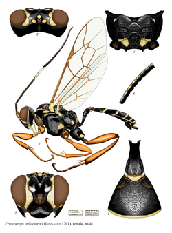 Pristicerops infractorius.png