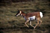 Pronghorn-855.jpg