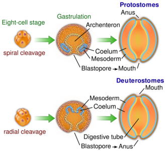 Protovsdeuterostomes.svg