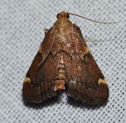 Pseudasopia intermedialis - Red-shawled Moth (14306080943).jpg