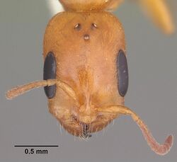 Pseudomyrmex seminole casent0103881 head 1.jpg