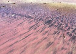 Purple Sand patterns on Pfeiffer Beach, Big Sur CA July 8th, 2016.jpg