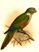 A green parrot with a white throat, red shoulders, blue-tipped wings, and a maroon forehead and tail