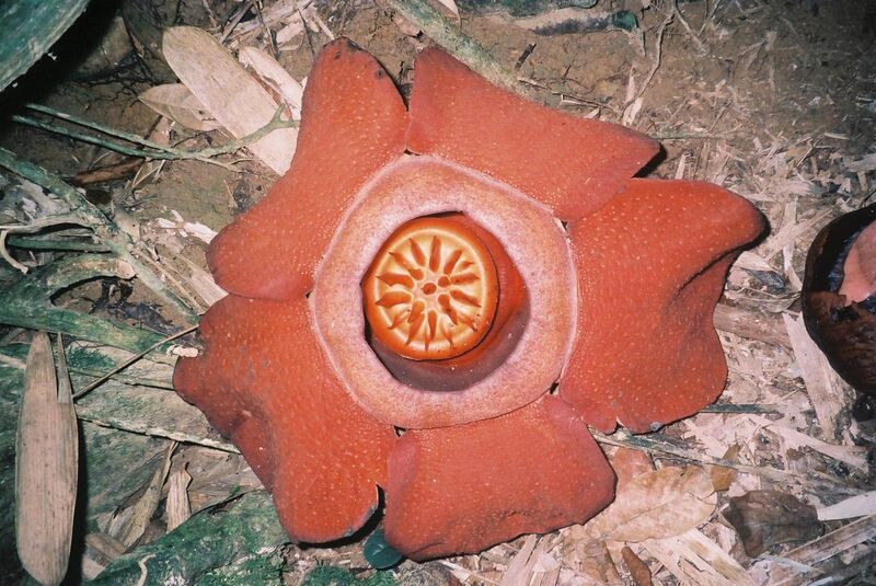 File:Rafflesia kerrii flower.jpg