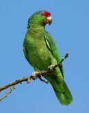 A green parrot with a blue-grey nape, and a red forehead