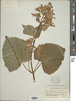 Salvia hylocharis.jpg