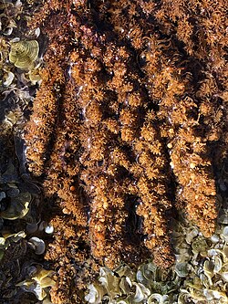 Sargassum polyphyllum.jpg